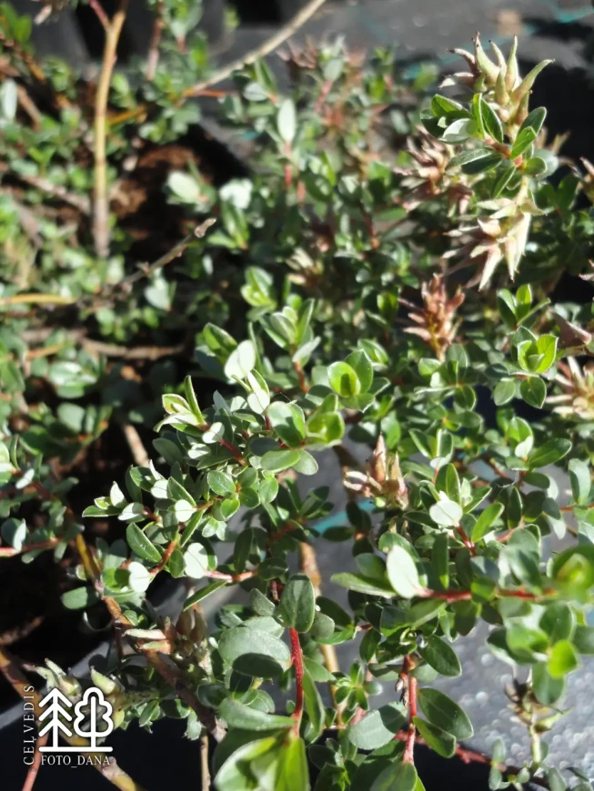 Salix repens   'Nitida'